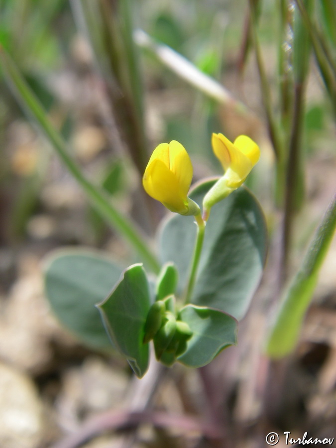 Image of Coronilla scorpioides specimen.