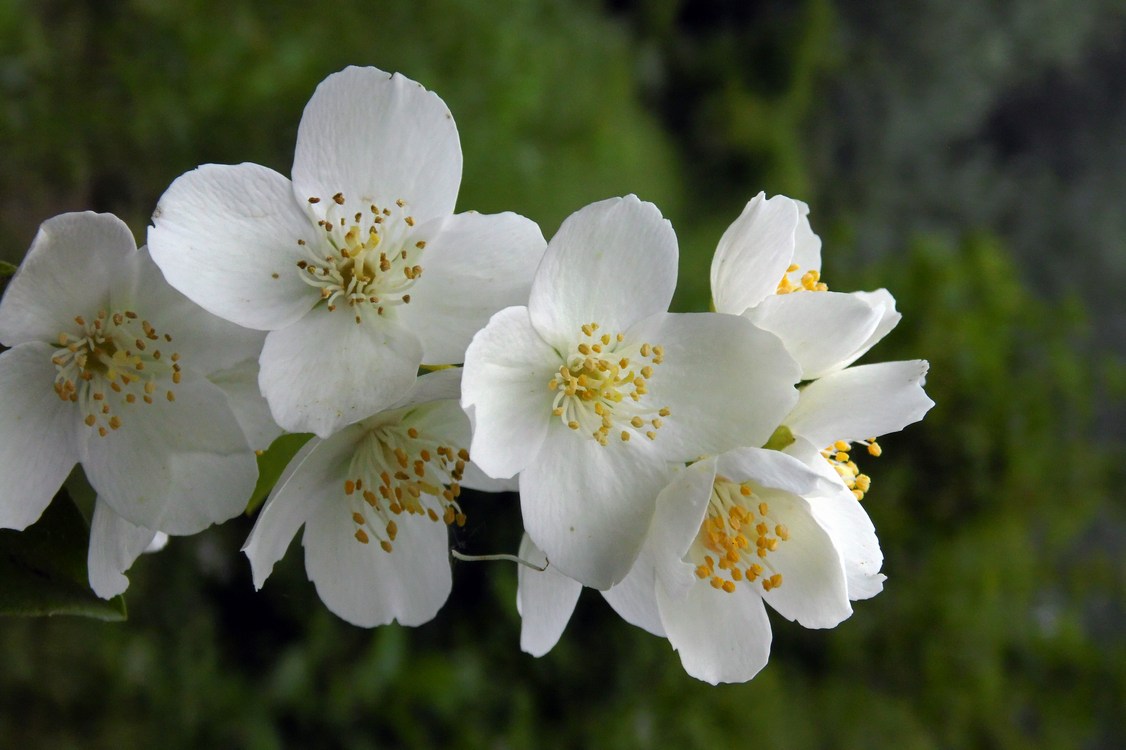 Image of Philadelphus caucasicus specimen.