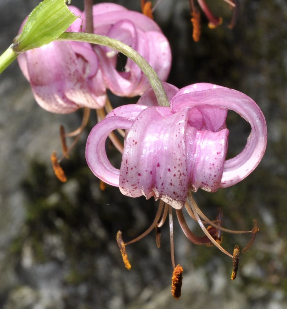 Image of Lilium martagon specimen.