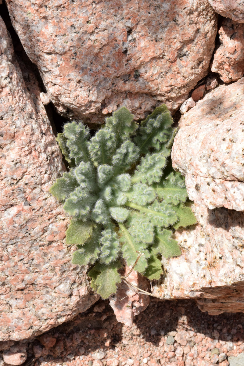 Image of Parrya tschimganica specimen.