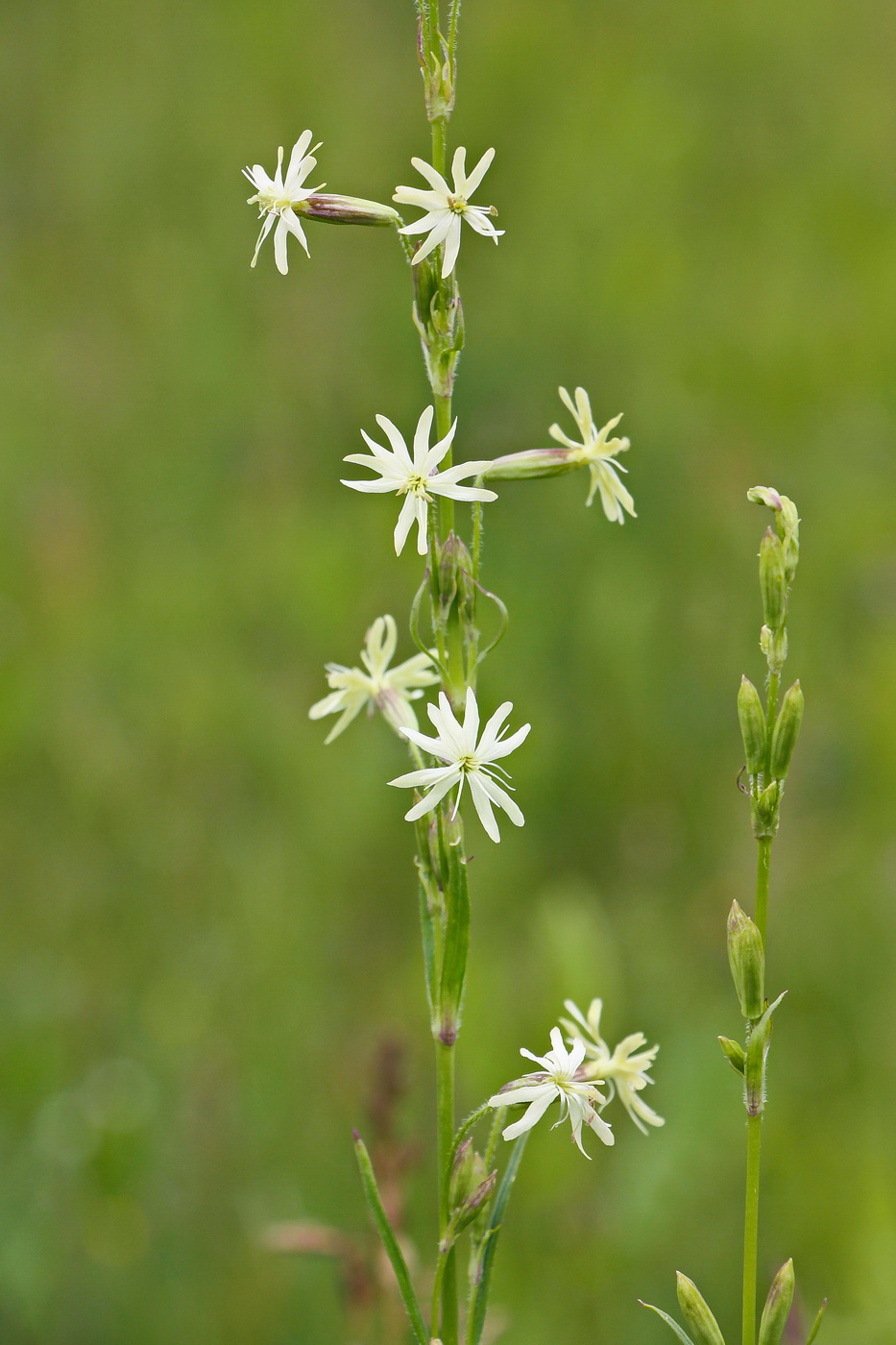 Изображение особи Silene tatarica.