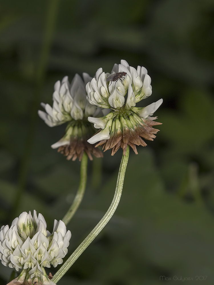 Изображение особи Trifolium repens.