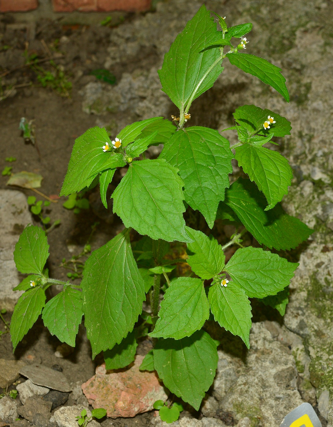Image of Galinsoga quadriradiata specimen.