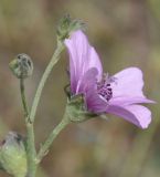 Althaea cannabina