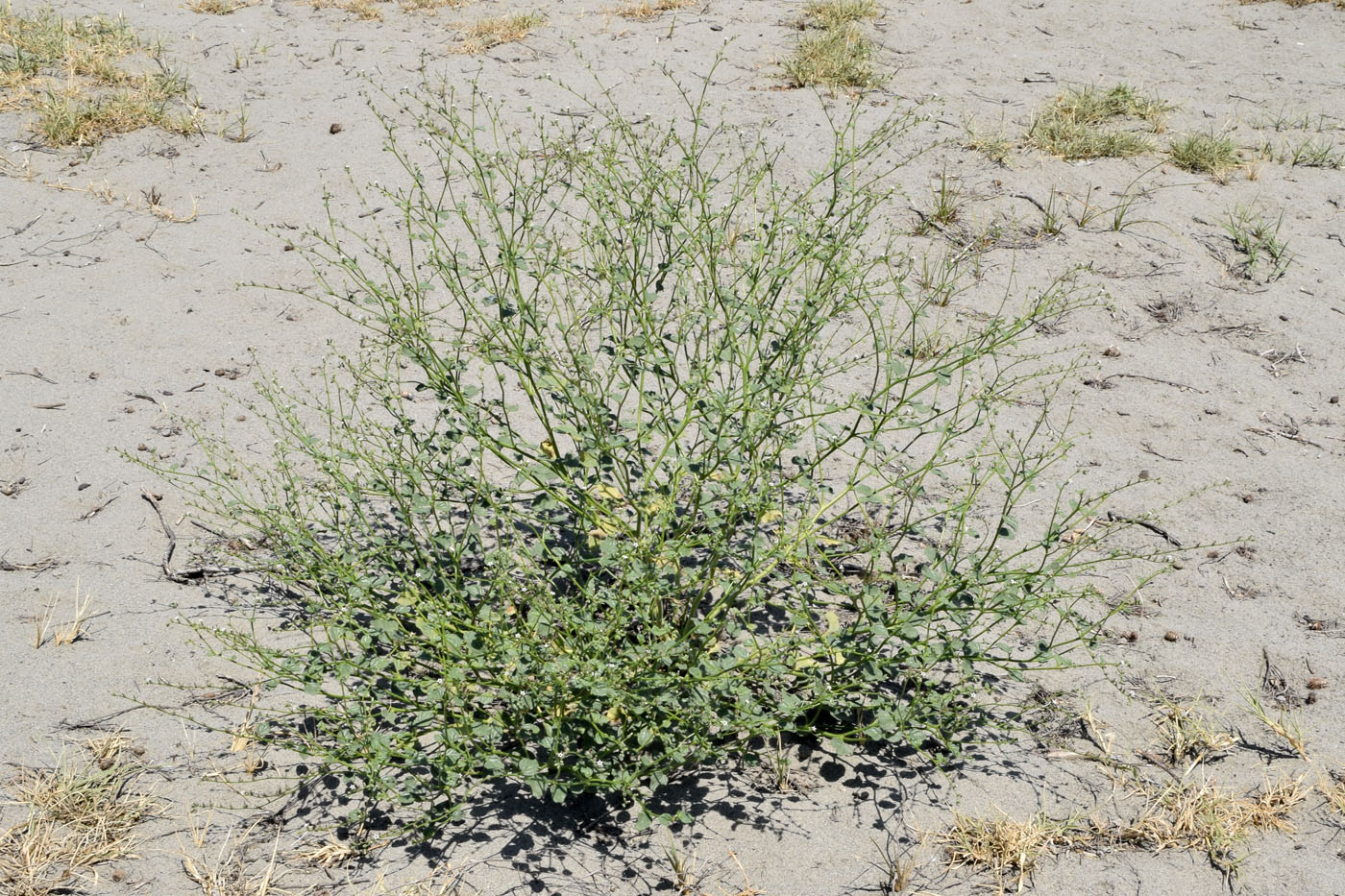 Image of Heliotropium dasycarpum specimen.