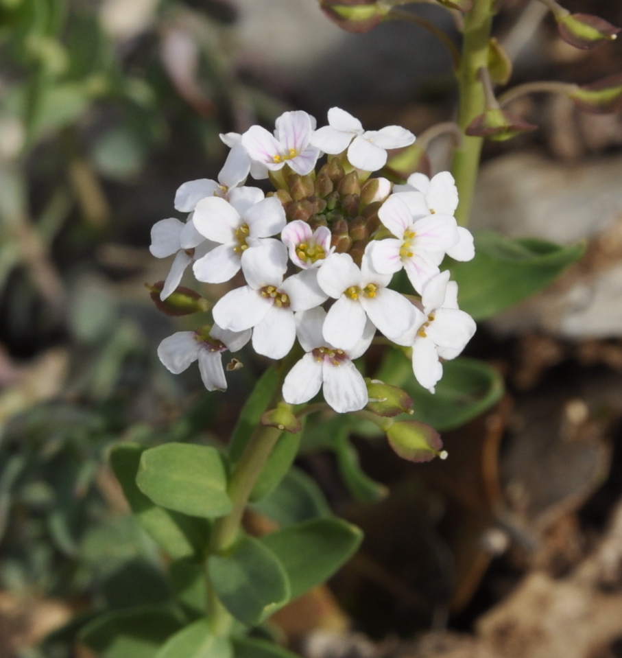 Image of Aethionema saxatile ssp. graecum specimen.