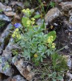 Alchemilla sericea