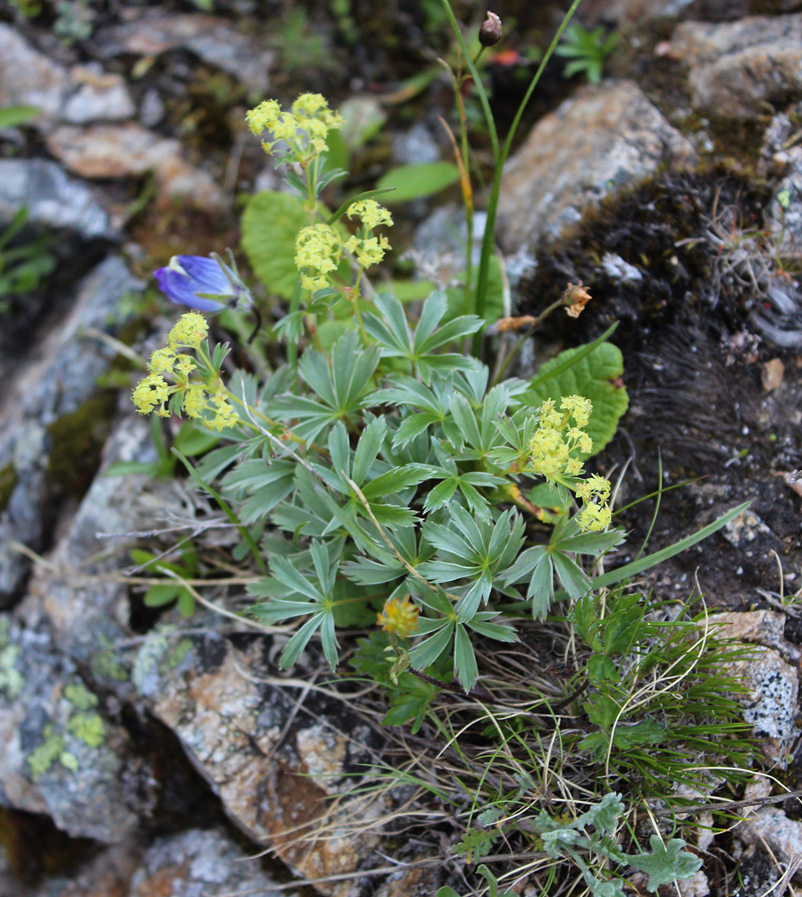 Изображение особи Alchemilla sericea.