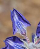 Lupinus pilosus