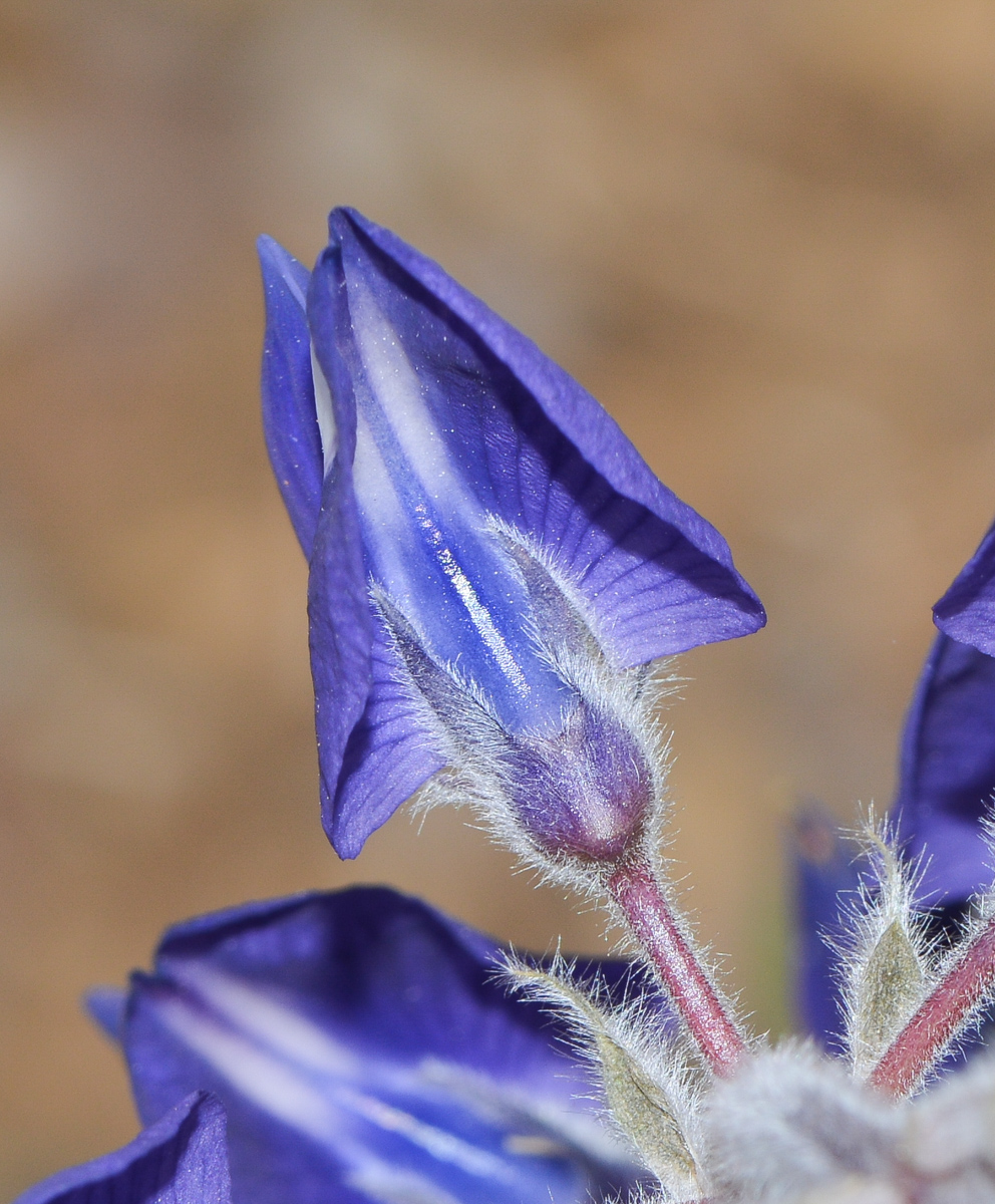 Image of Lupinus pilosus specimen.