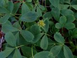 Sibbaldia procumbens