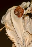 Adansonia digitata. Часть вскрытого плода с семенем. Израиль, впадина Мёртвого моря, киббуц Эйн-Геди. Собрано 25.04.2017.