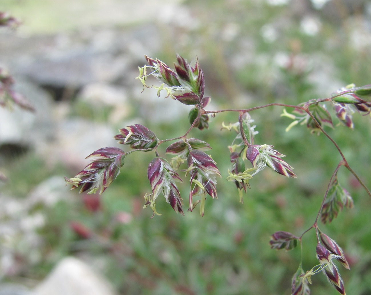 Image of Poa alpina specimen.