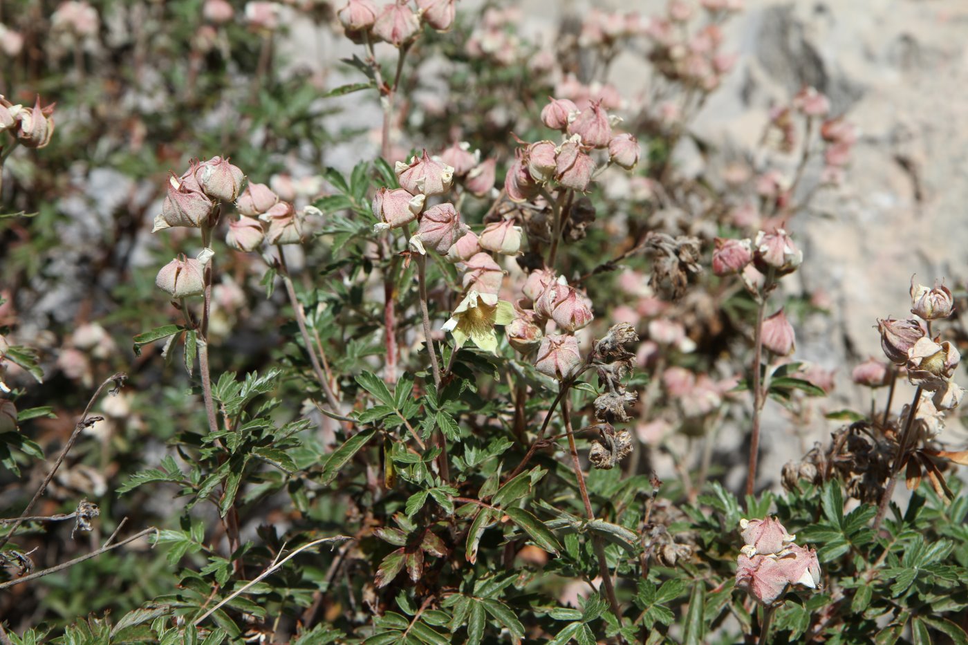Изображение особи Farinopsis salesoviana.
