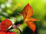 Alternanthera bettzickiana