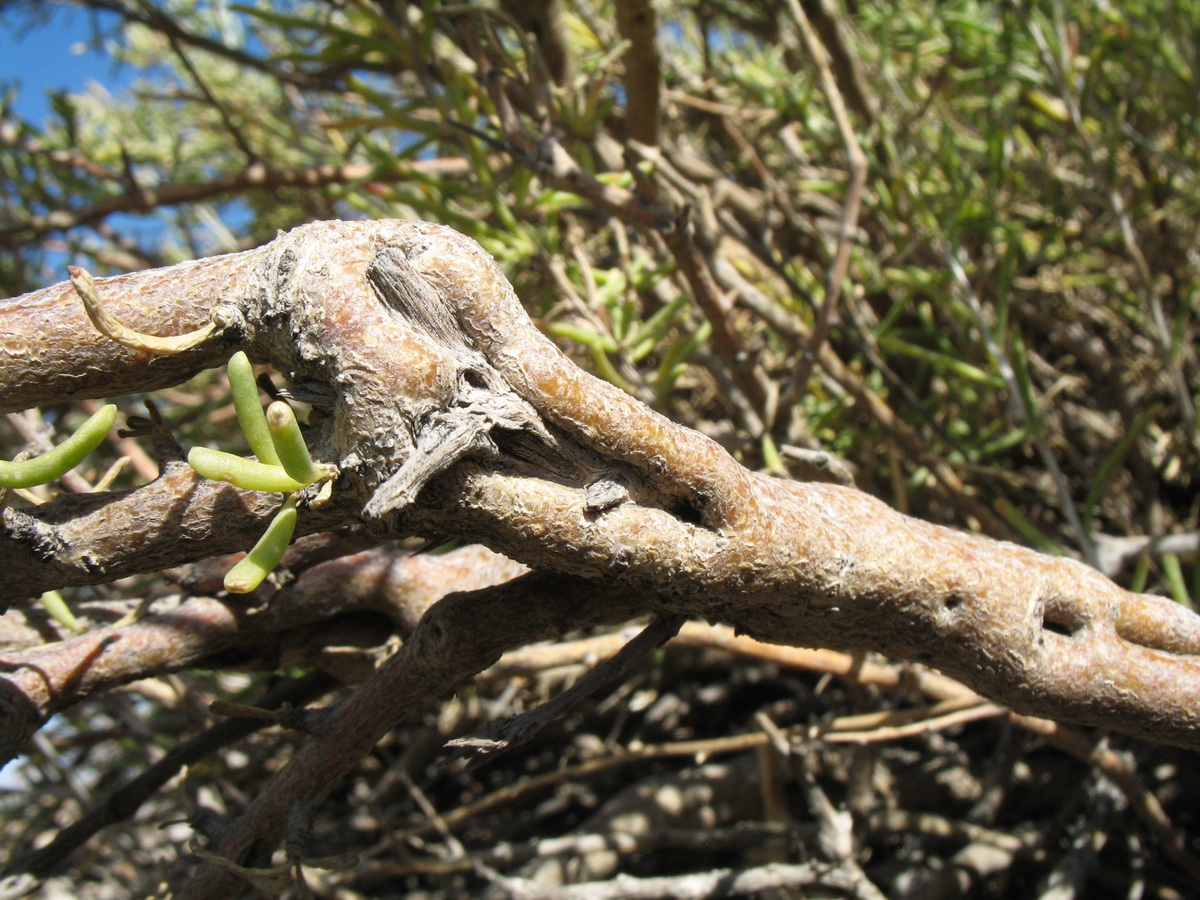 Image of Salsola drobovii specimen.