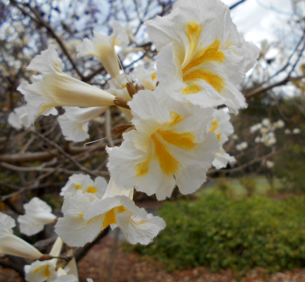 Image of Tabebuia roseoalba specimen.