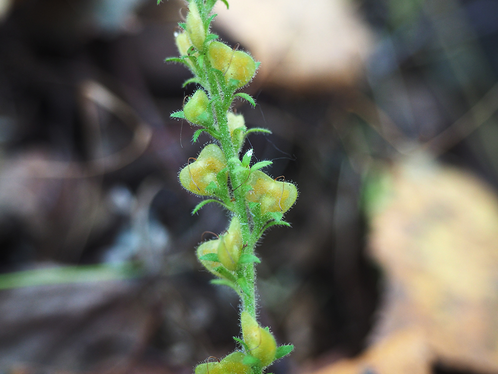 Image of Veronica officinalis specimen.