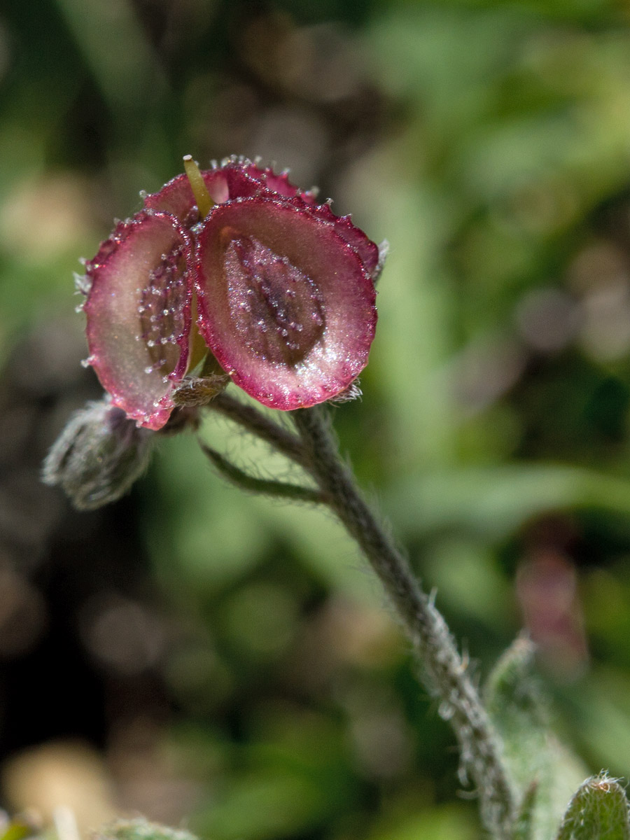 Image of Paracaryum lithospermifolium ssp. cariense specimen.