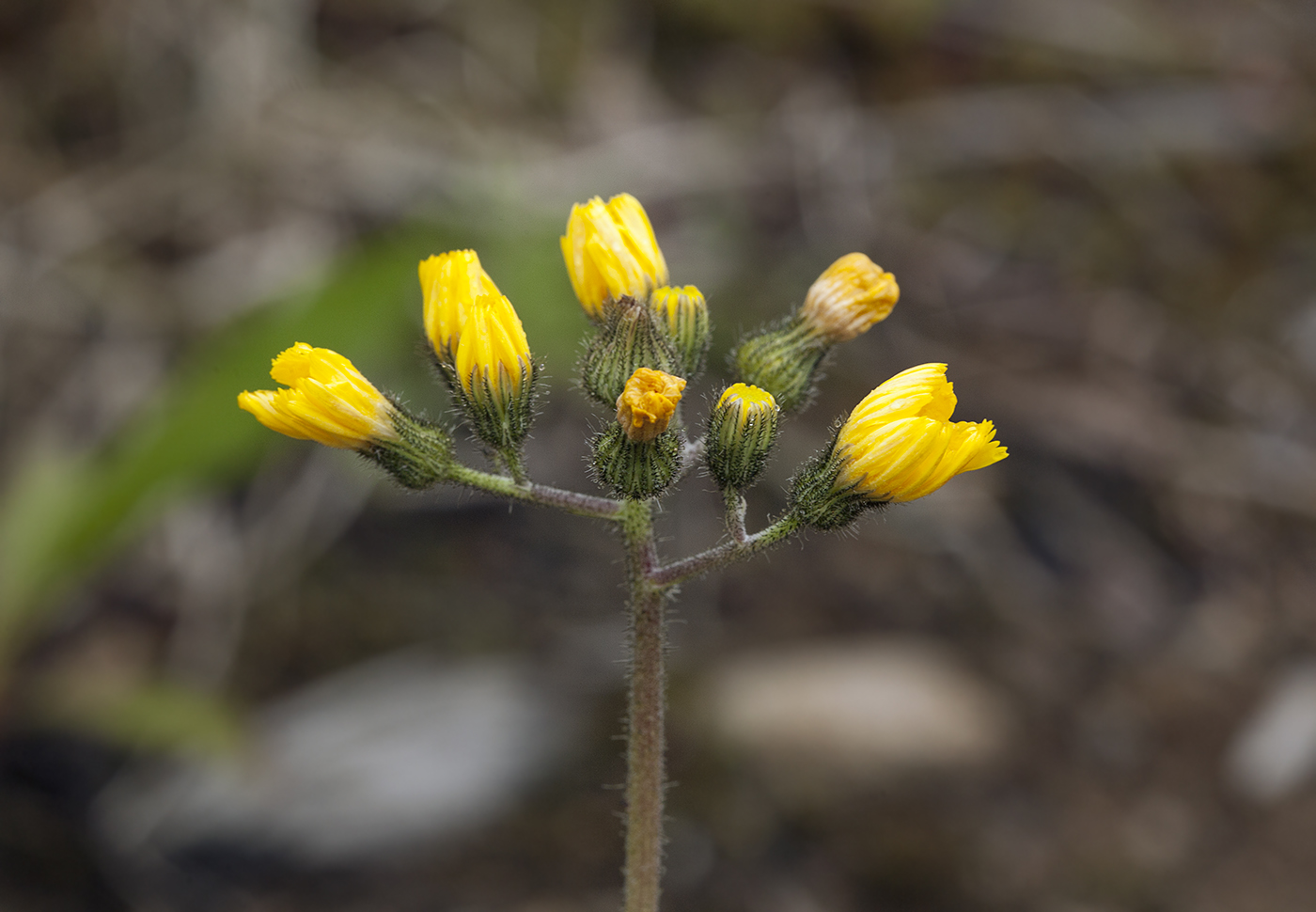 Image of Pilosella &times; floribunda specimen.