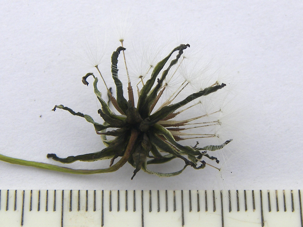 Image of Taraxacum tenuisectum specimen.