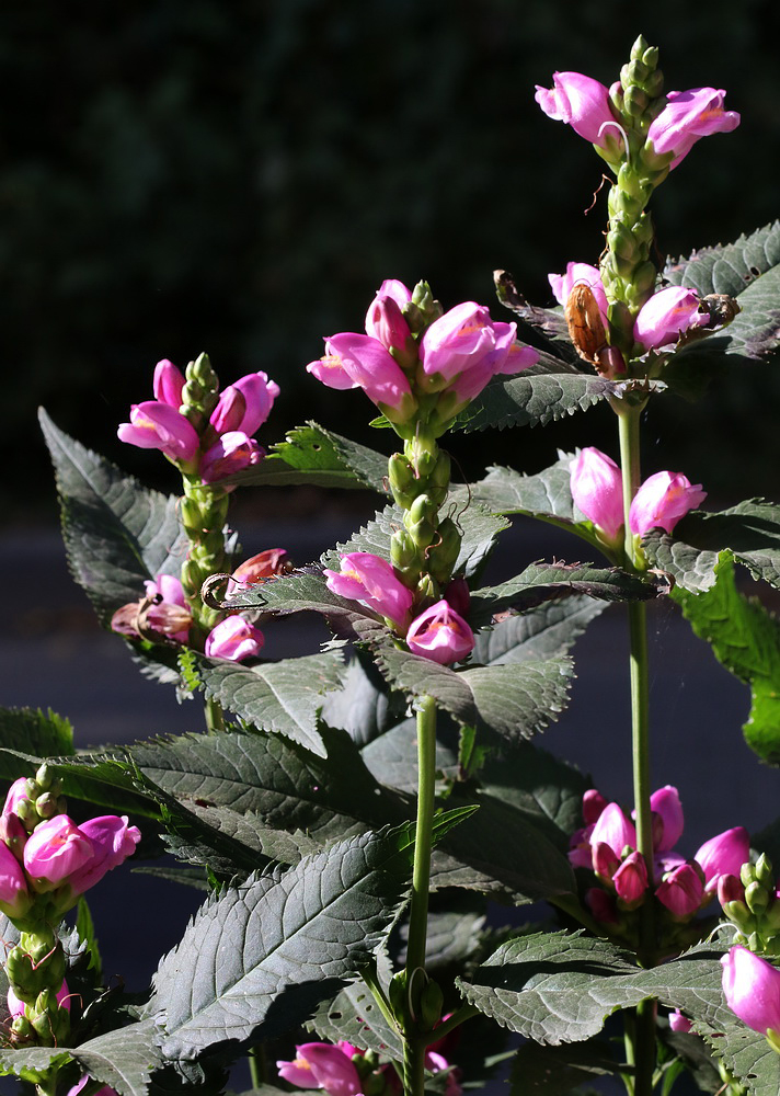 Изображение особи Chelone obliqua.