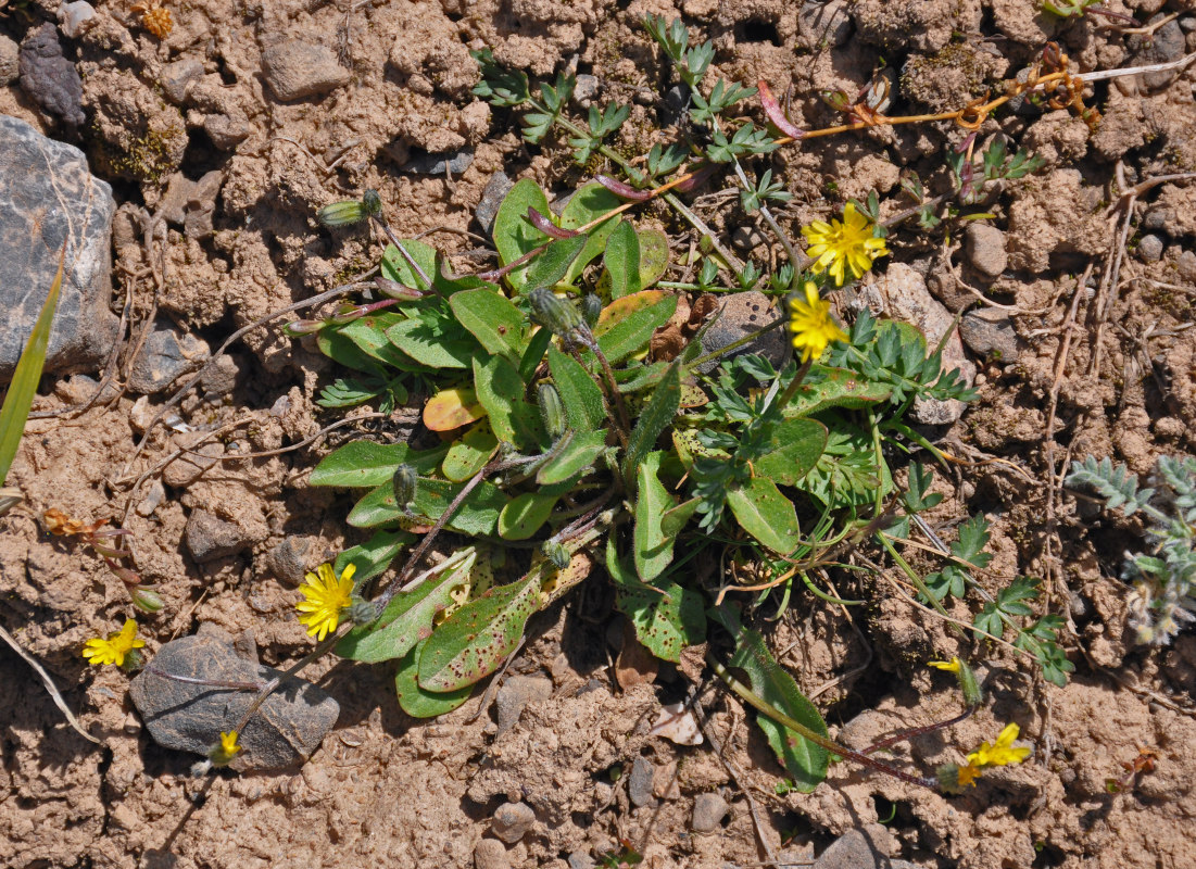 Изображение особи Crepis multicaulis.