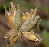 Petrorhagia dubia. Соплодие со вскрывшимися плодами. Израиль, Шарон, пос. Кфар Шмариягу, заповедник. 04.05.2015.