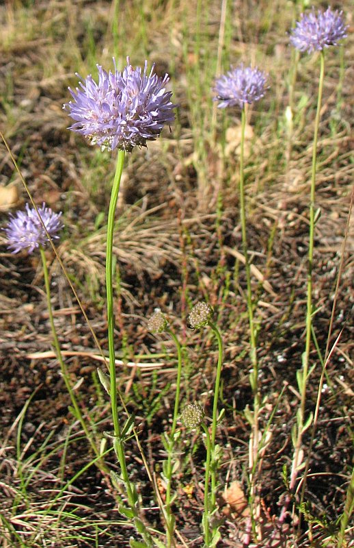 Image of Jasione montana specimen.