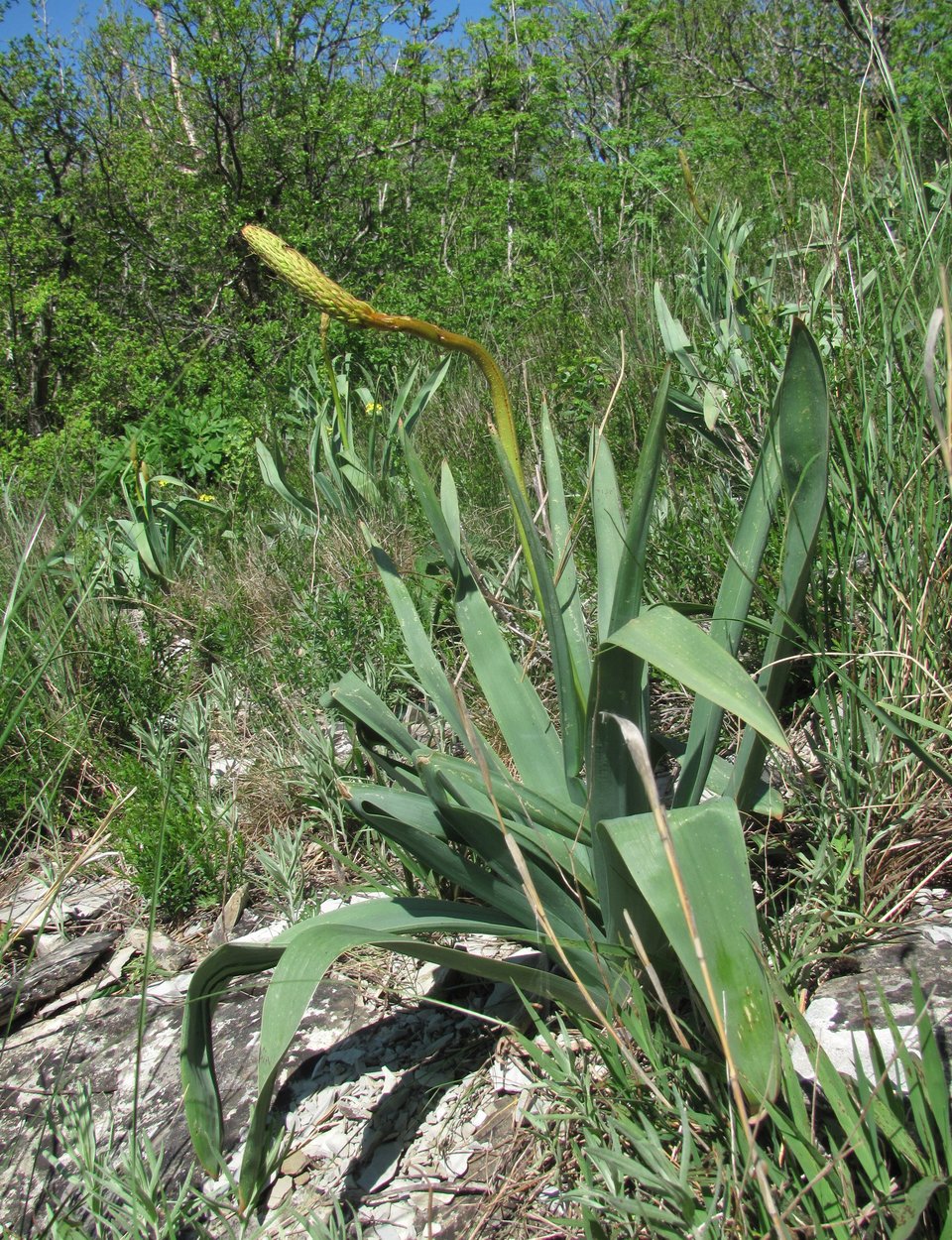 Изображение особи Eremurus spectabilis.