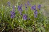 Polygala alpicola