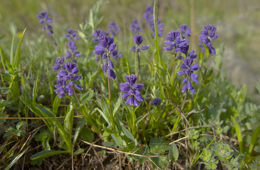 Image of Polygala alpicola specimen.