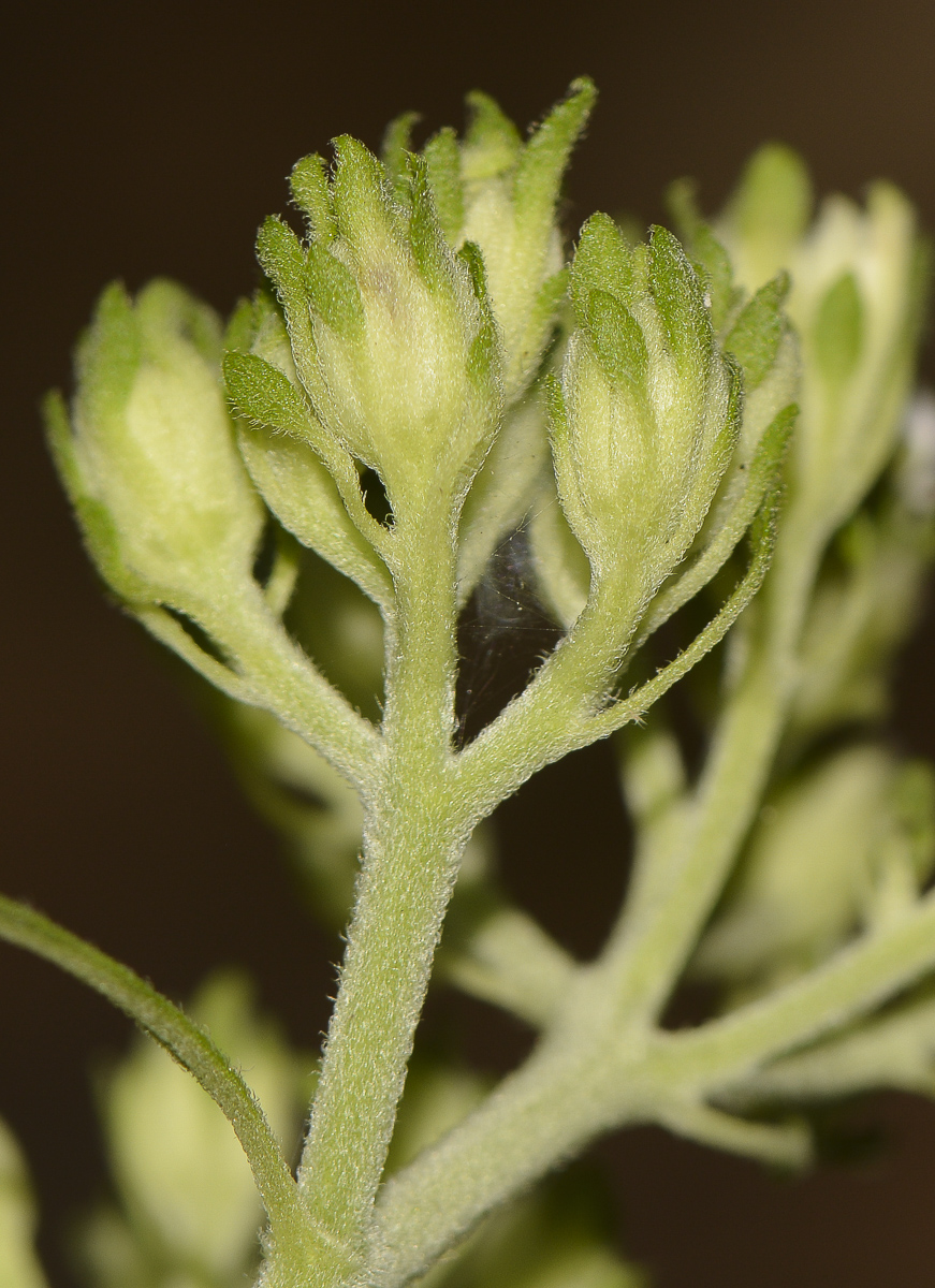 Image of Verbesina virginica specimen.