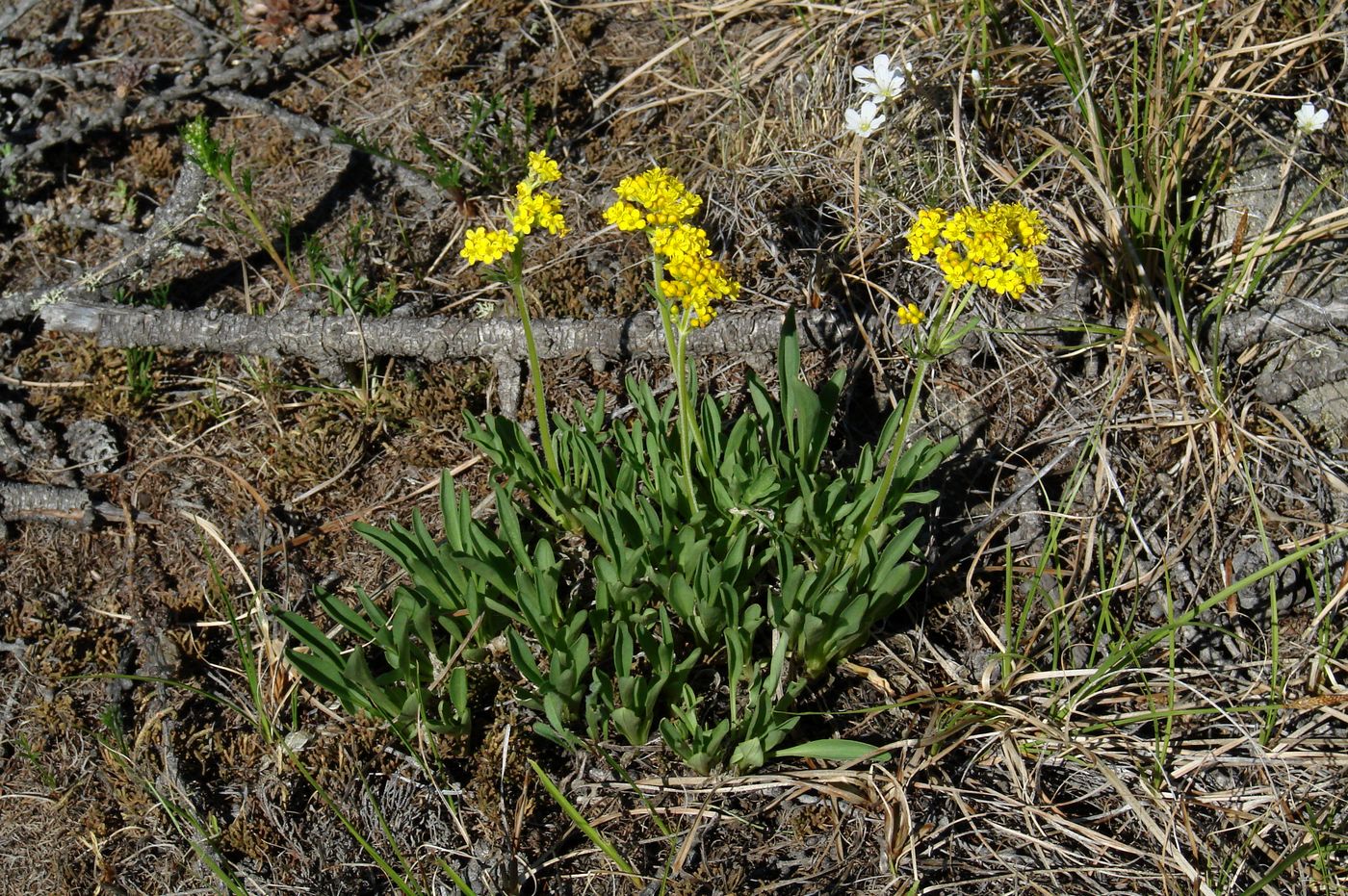 Image of Patrinia sibirica specimen.