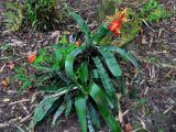 Aechmea chantinii