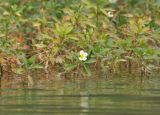 genus Ludwigia. Цветущее растение. Южный Китай, Гуанси-Чжуанский автономный р-н, окр. г. Яншо, река. 14.10.2017.