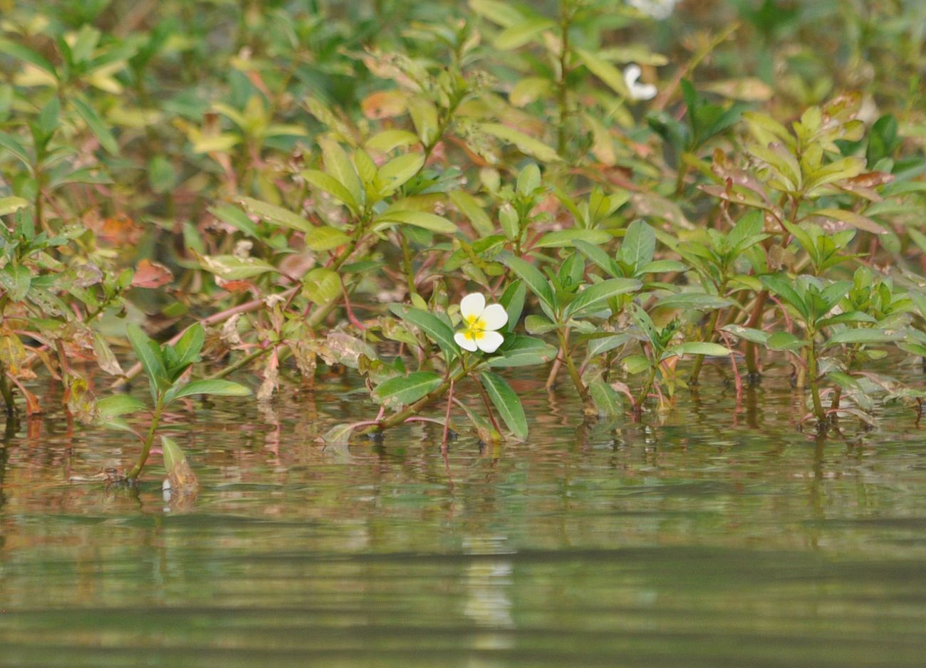 Изображение особи род Ludwigia.