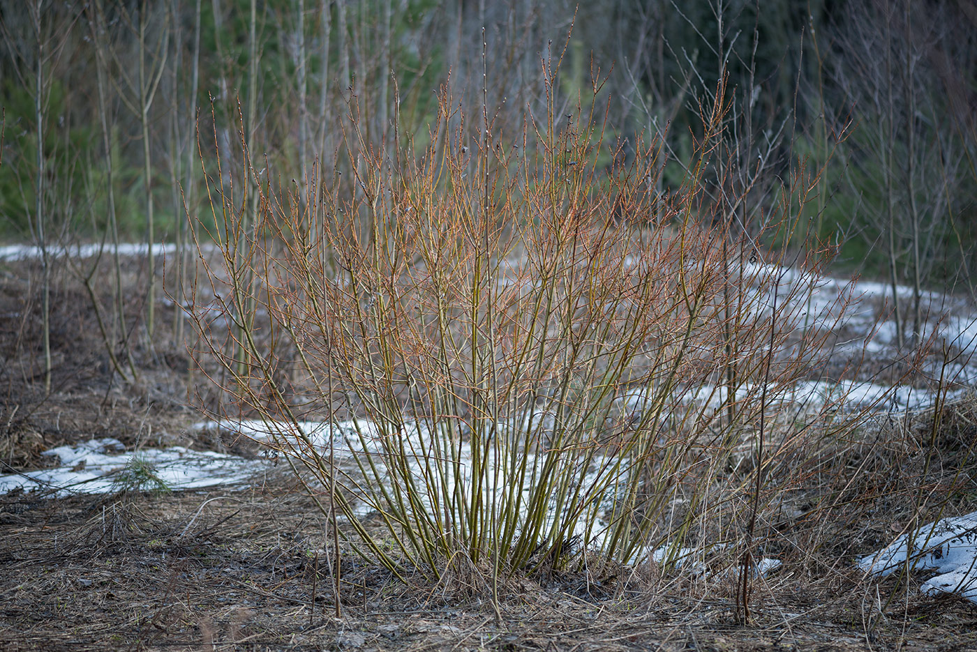 Изображение особи Salix starkeana.