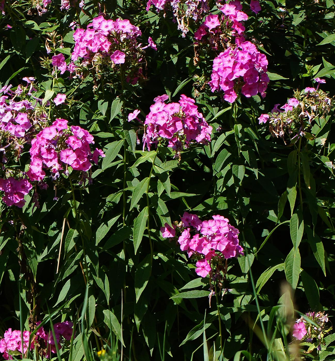 Изображение особи Phlox paniculata.