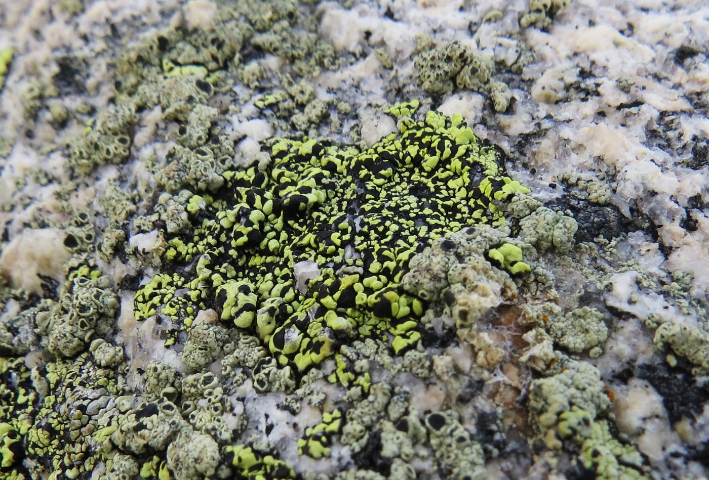 Image of Rhizocarpon geographicum specimen.