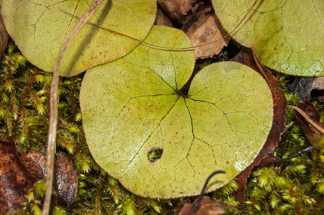 Изображение особи Asarum europaeum.