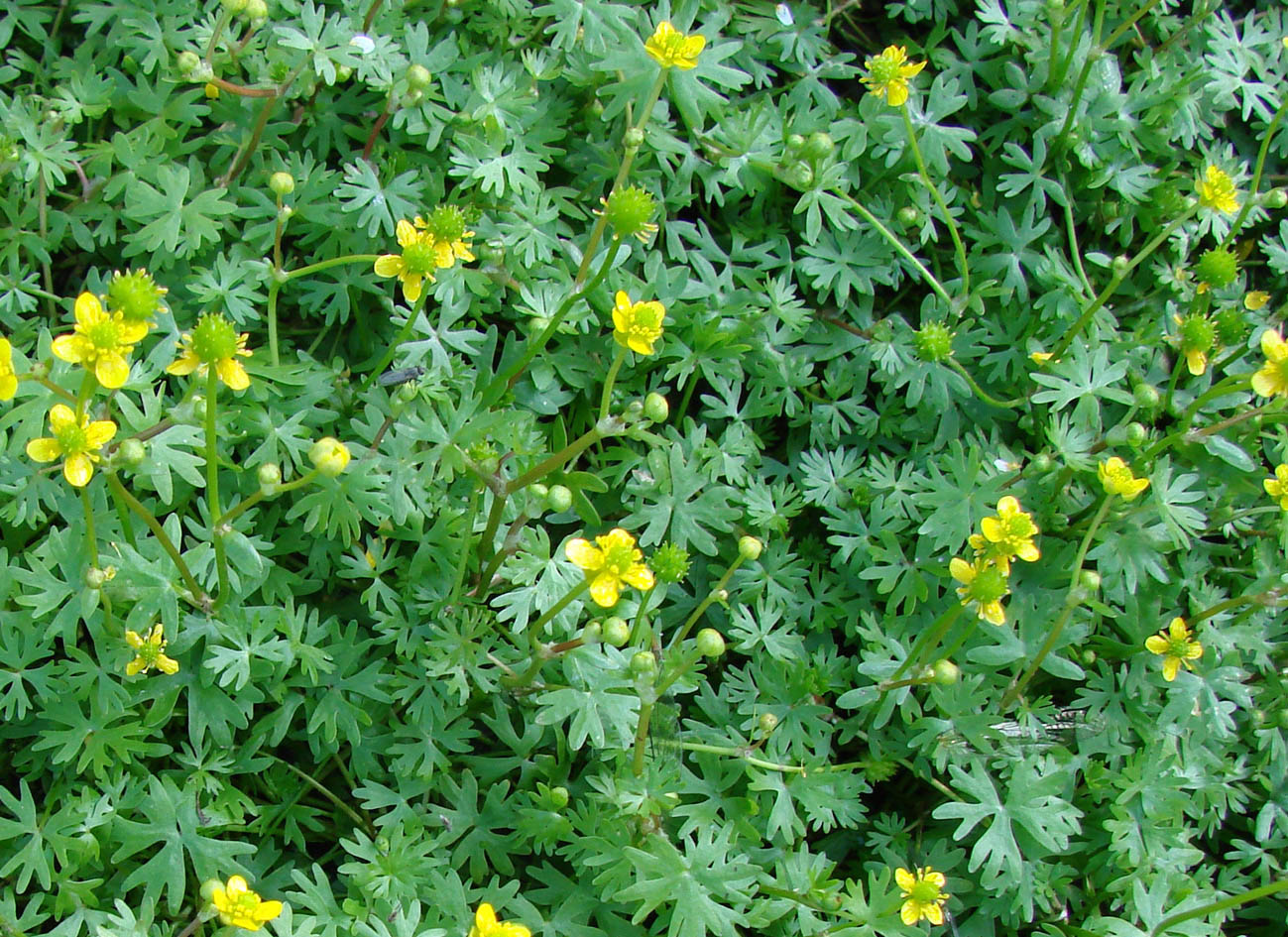 Image of Ranunculus gmelinii specimen.