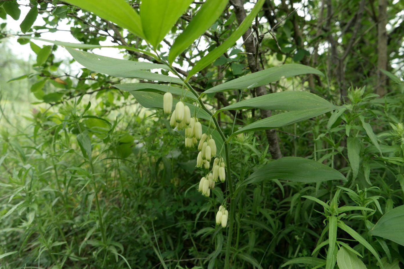 Image of Polygonatum hirtum specimen.