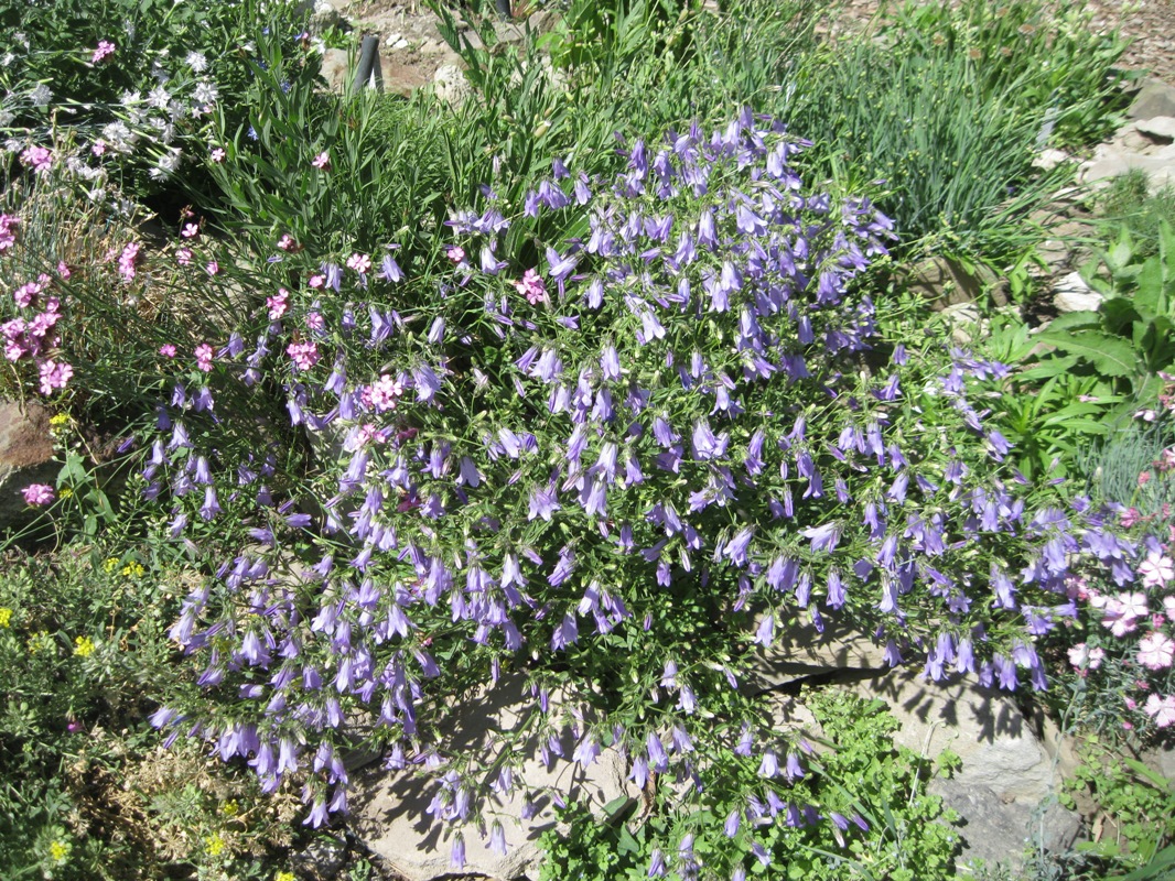 Image of Campanula sibirica specimen.
