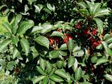 Padus virginiana
