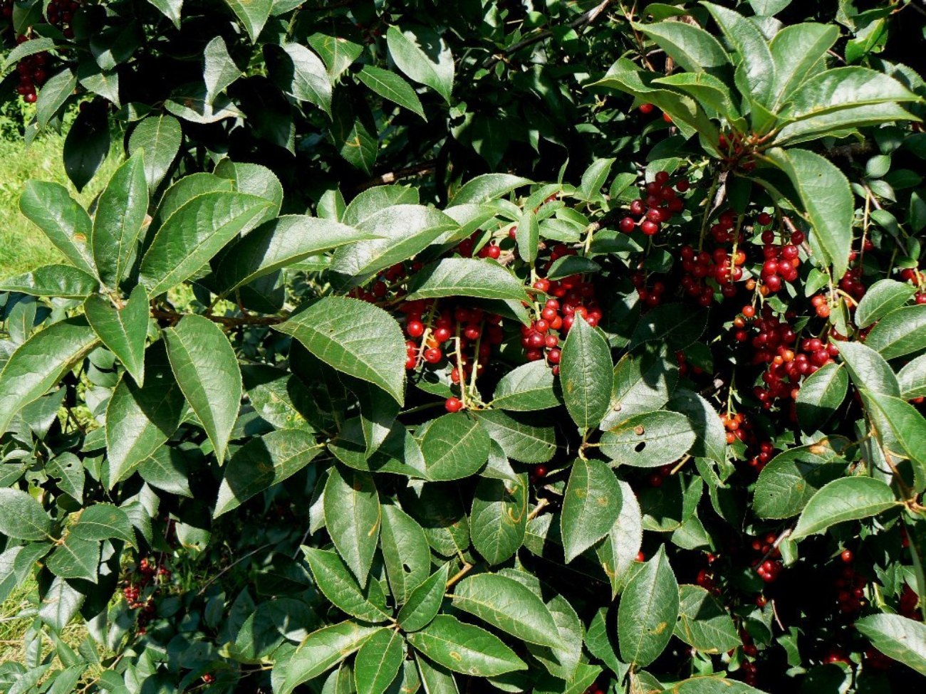 Image of Padus virginiana specimen.