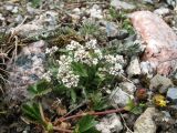 Draba altaica