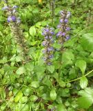 Ajuga reptans