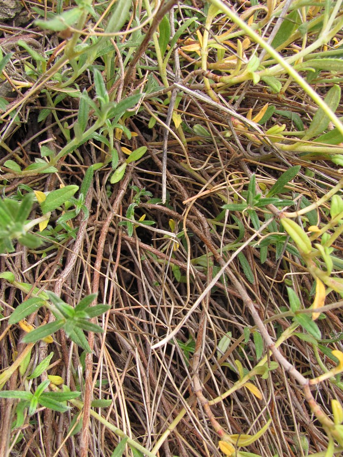Image of Helianthemum georgicum specimen.