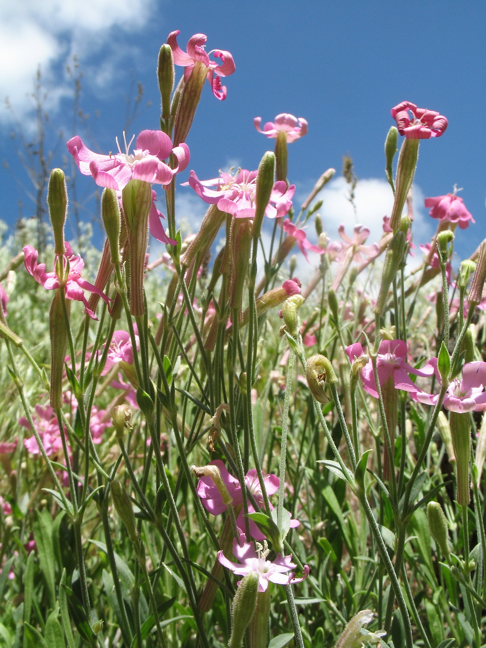 Image of Silene guntensis specimen.